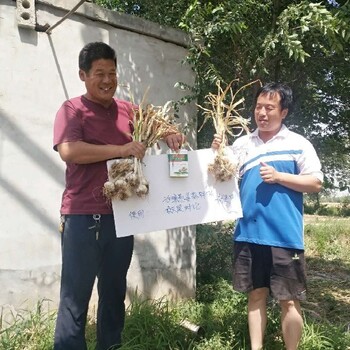 地下飙长土豆根茎膨大素价格