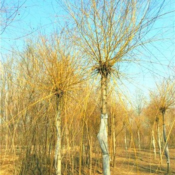 三明金丝垂柳免费指导种植