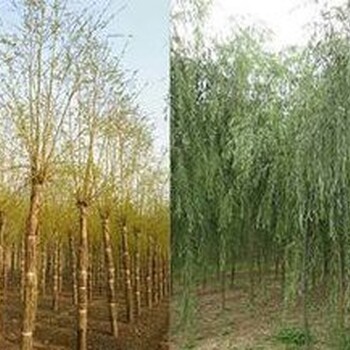 宿遷金絲垂柳多少錢(qián)一株