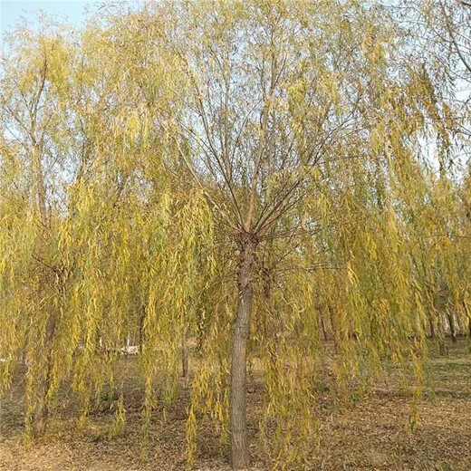 鄭州金絲垂柳哪里種植的多