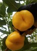 蘭州中華血桃苗多少錢,桃樹苗批發價格