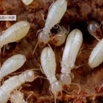 泉州市怎么样消灭蟑螂多少钱
