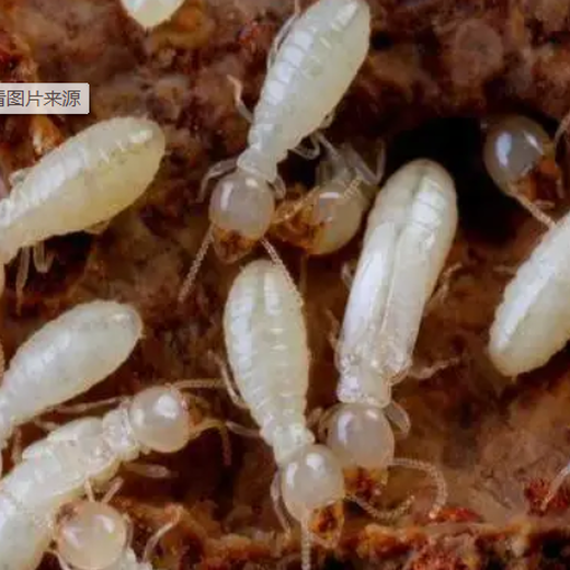 漳州白蚁防治多少钱怎么样消杀白蚁
