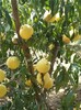 大渡口桃樹種苗多少錢,中蟠15號,基地直銷-品種純正