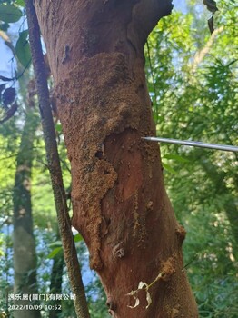 漳州白蟻預防價格