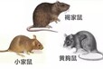 漳州市如何杀除老鼠公司消灭老鼠公司