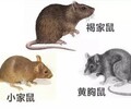 漳州市上門殺除老鼠價格如何除老鼠