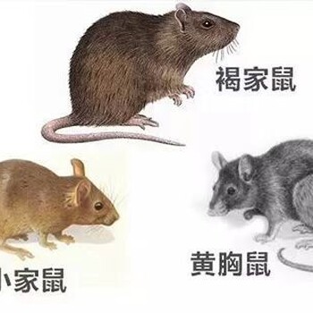 漳州消灭老鼠价格如何除老鼠