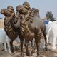 仿铜玻璃钢骆驼雕塑图