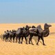 生产玻璃钢骆驼雕塑景观小品图