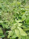 湖南衡陽淫羊藿種子基地