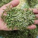 淫羊藿種子圖
