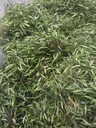 河南平頂山購買淫羊藿種子
