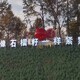 不銹鋼石榴雕塑圖