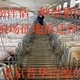 養殖場評估收費標準圖
