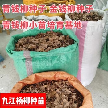 青錢柳種子又名金錢柳青錢柳種子產(chǎn)地批發(fā)價格金錢柳小苗培育基地
