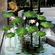 加工不銹鋼蓮花雕塑擺件產(chǎn)品圖