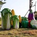 城市玻璃钢仿真水果蔬菜雕塑摆件