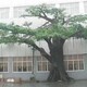 水泥仿真假樹規(guī)格圖