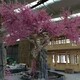 水泥仿真假樹批發(fā)價格圖