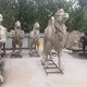 仿銅玻璃鋼駱駝雕塑圖