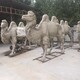 玻璃鋼駱駝雕塑圖