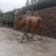 新款玻璃鋼駱駝雕塑批發(fā)圖