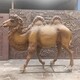 玻璃鋼駱駝雕塑報(bào)價(jià)圖