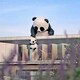 仿真大熊猫雕塑图