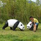 镂空熊猫雕塑图