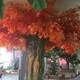 黃浦仿真榕樹圖