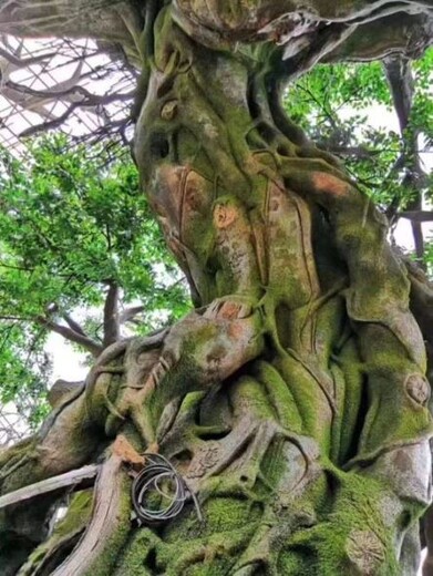 石家庄仿真樱花树