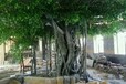 十堰仿真櫻花樹市場(chǎng)源頭廠家