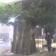 威海包柱仿真樹(shù)圖