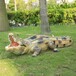 定制玻璃钢鳄鱼雕塑，仿真鳄鱼模型摆件