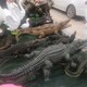 玻璃鋼鱷魚雕塑圖