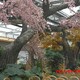 仿真景觀樹設(shè)計(jì)圖