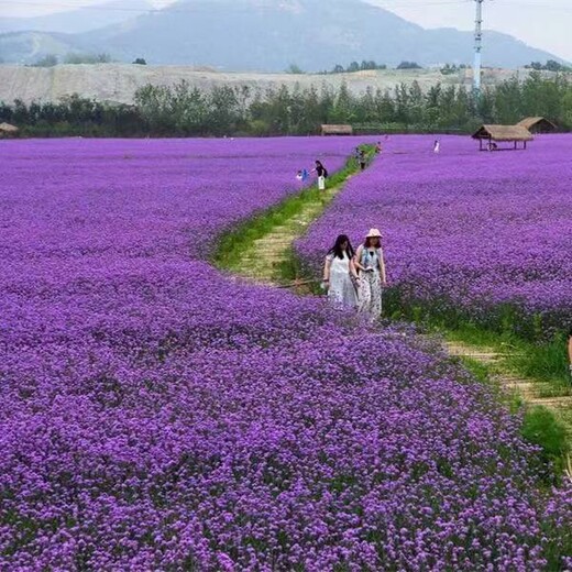 紫花地丁产地山东青州基地