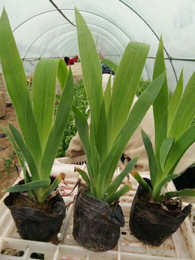 瓜子黃楊花海種苗種植廠家
