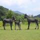 毛驢雕塑加工廠家圖