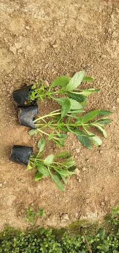 宿根地被花海小苗種植廠家山東