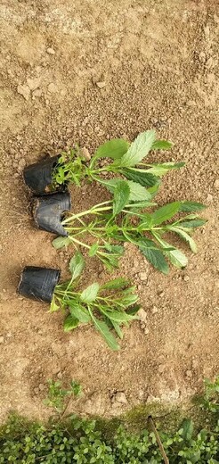 长春花种苗种植基地哪里有