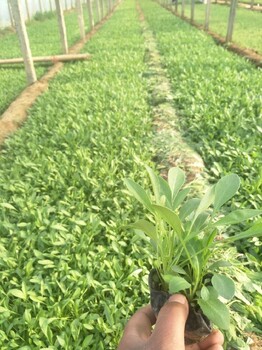 鼠尾草山東青州種植批發(fā)基地