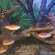 游樂園假山圖