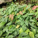 黑龍江淫羊藿種子種植技術