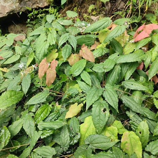 黑龍江淫羊藿種子種植技術(shù)