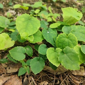 廣東淫羊藿種子種植技術