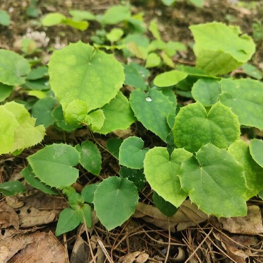 四川涼山批發淫羊藿苗