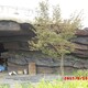 阜陽(yáng)水泥塑石裝飾圖
