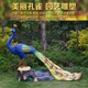制作不銹鋼孔雀雕塑圖